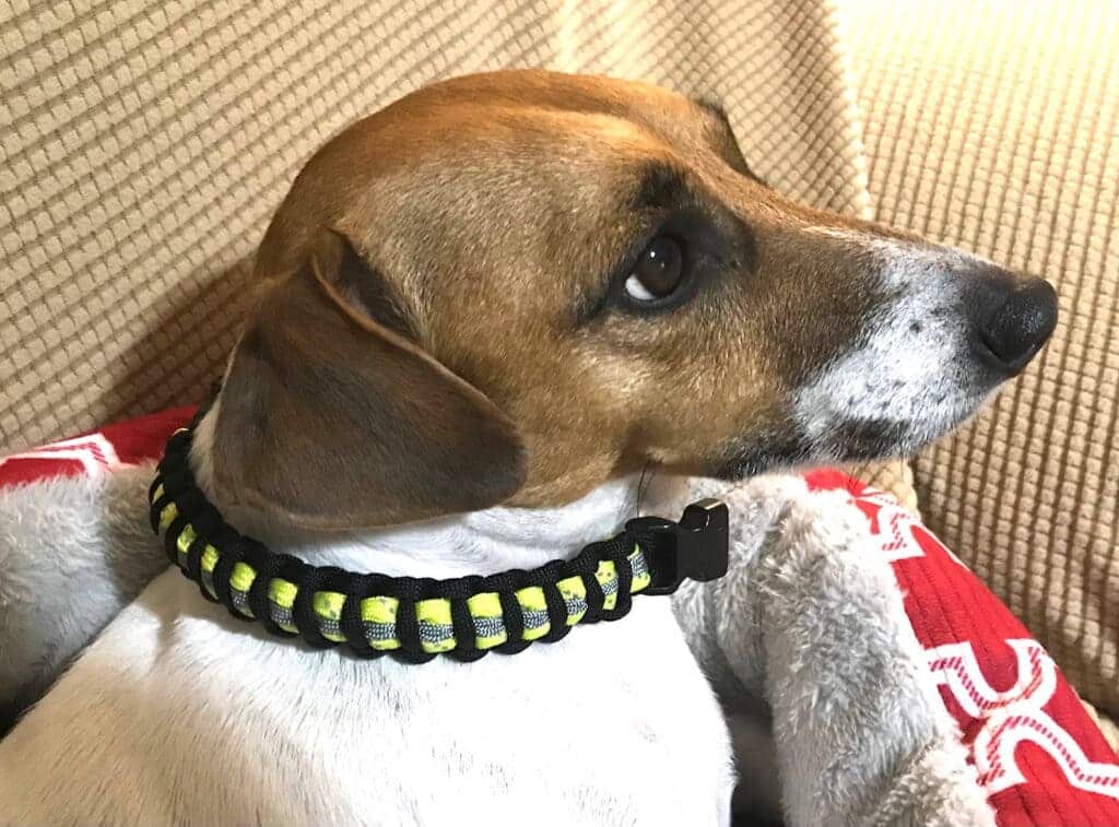 puppy wearing neon yellow and black reflective paracord cord