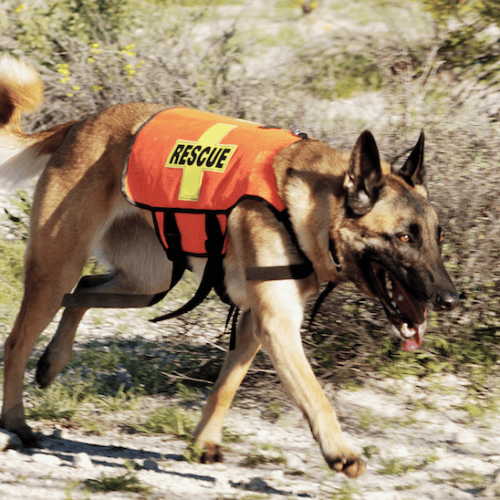 search and rescue dog on duty