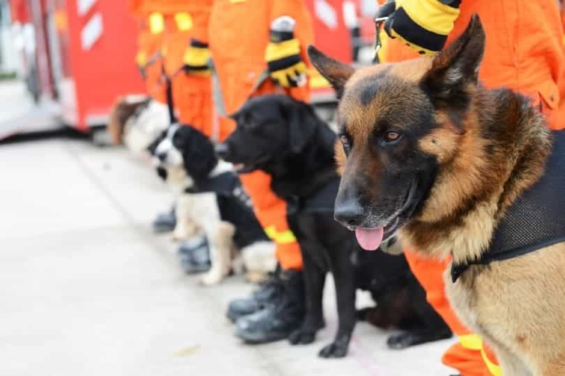 search and rescue dogs along with their trainners