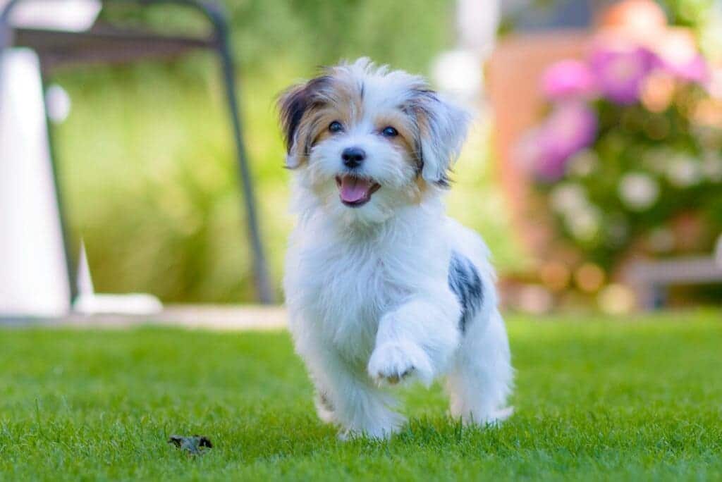 small dog running in a garden