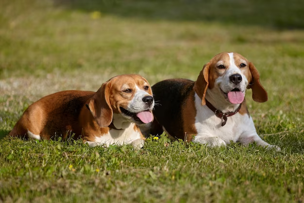 two beagle dogs lying in a garden