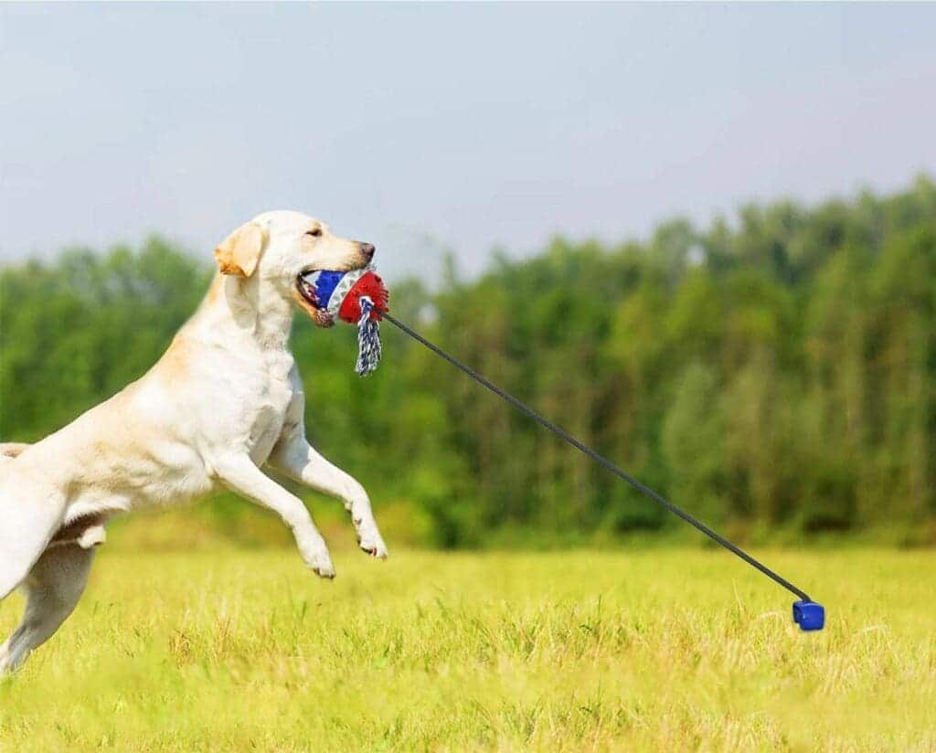 white dog playing tug toy in a ground