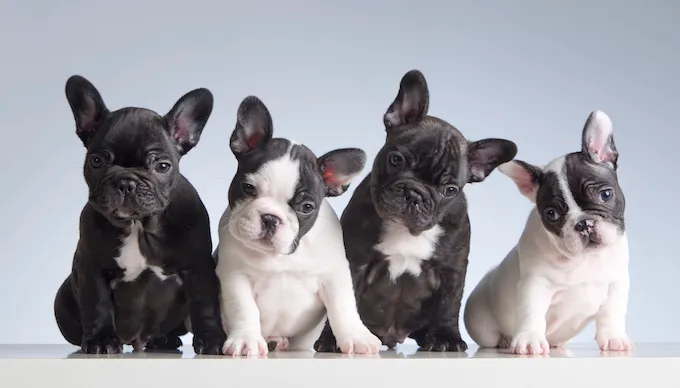 French Bulldogs