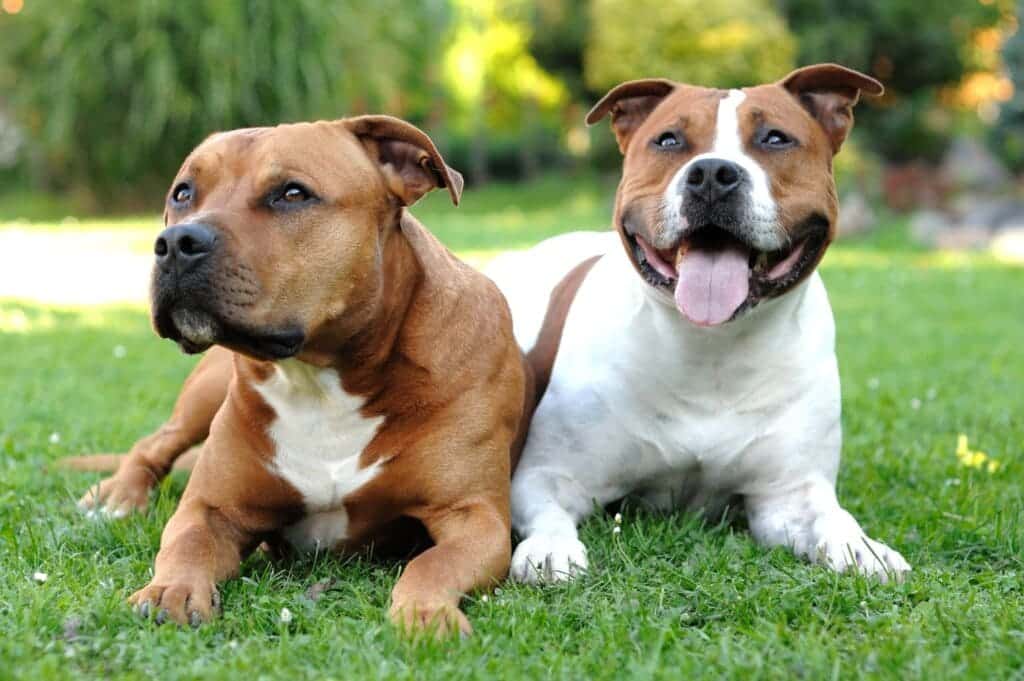 American Staffordshire Terrier laying in the ground