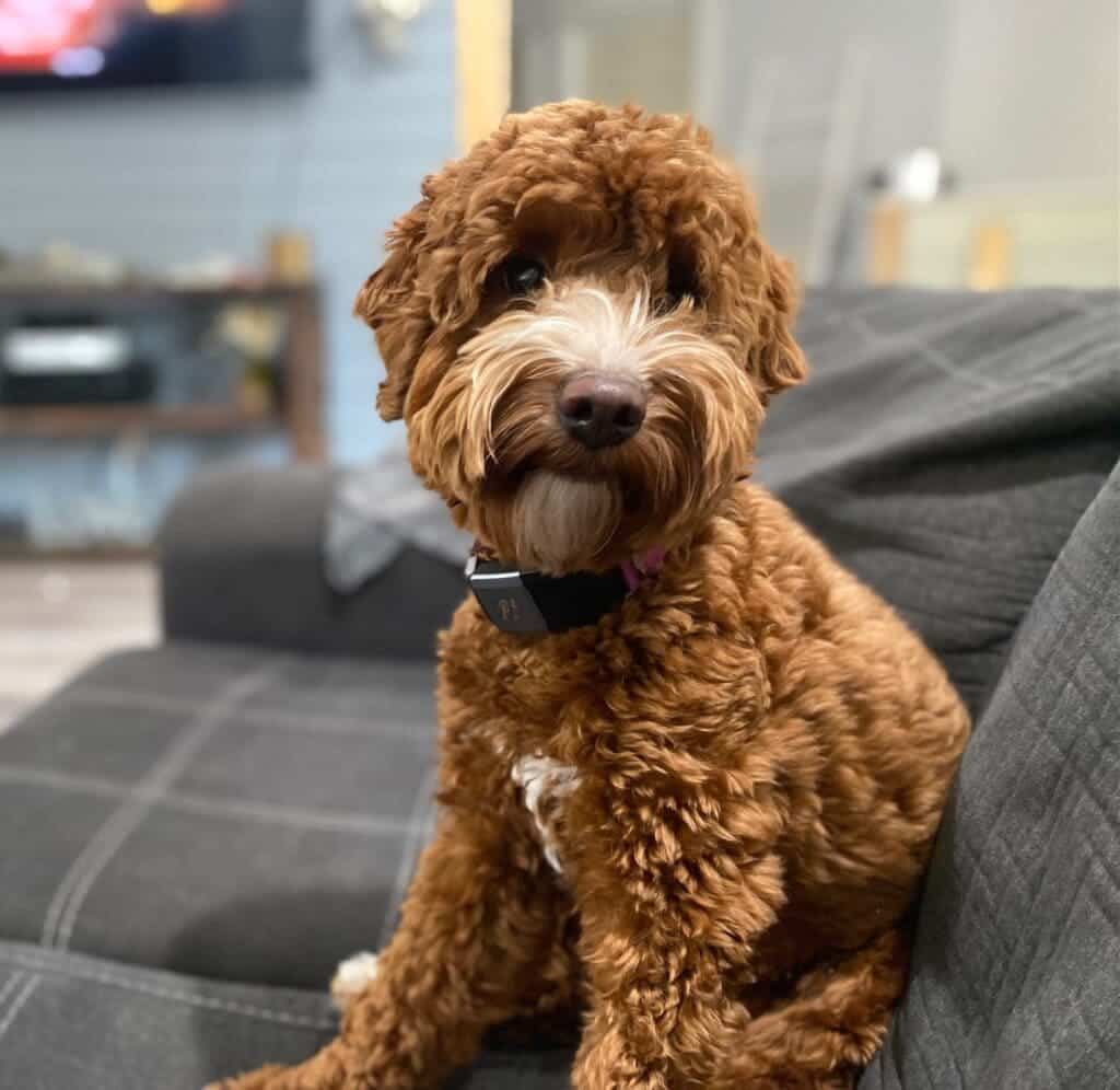 Australian Doodle dog sitting on a sofa