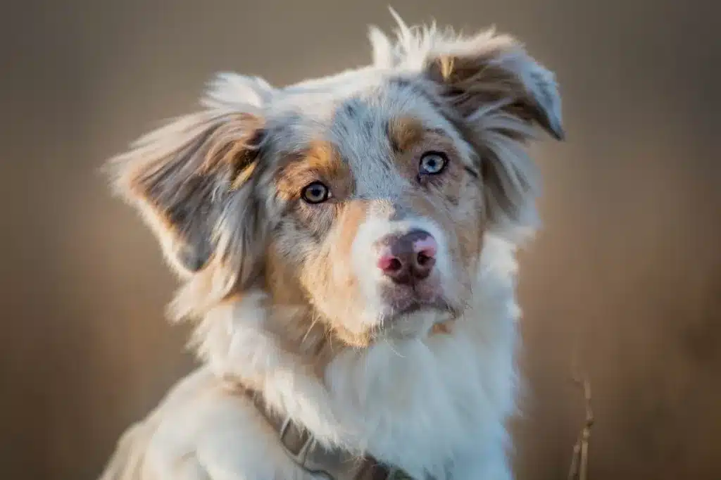 Australian Shepherd herding dog