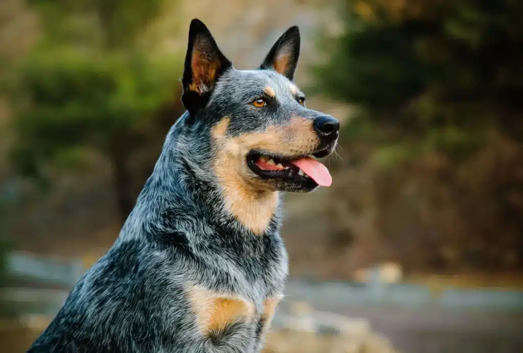 Australian cattle dog