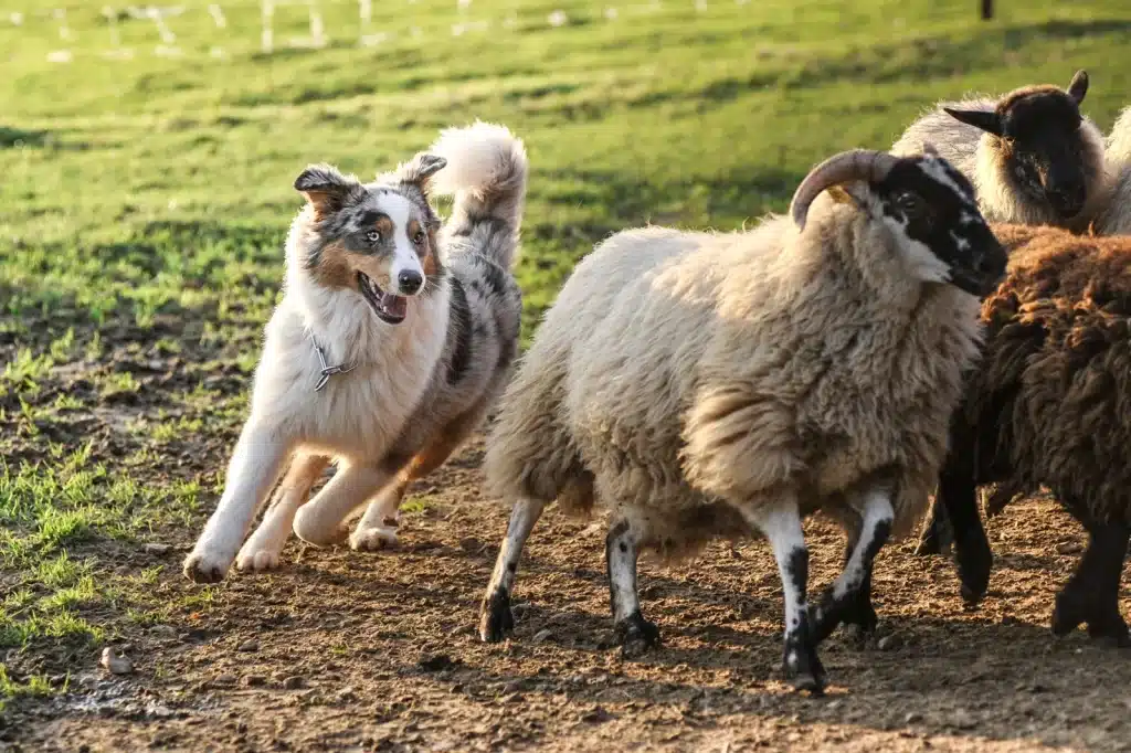 Australian shepherd dog with sheep