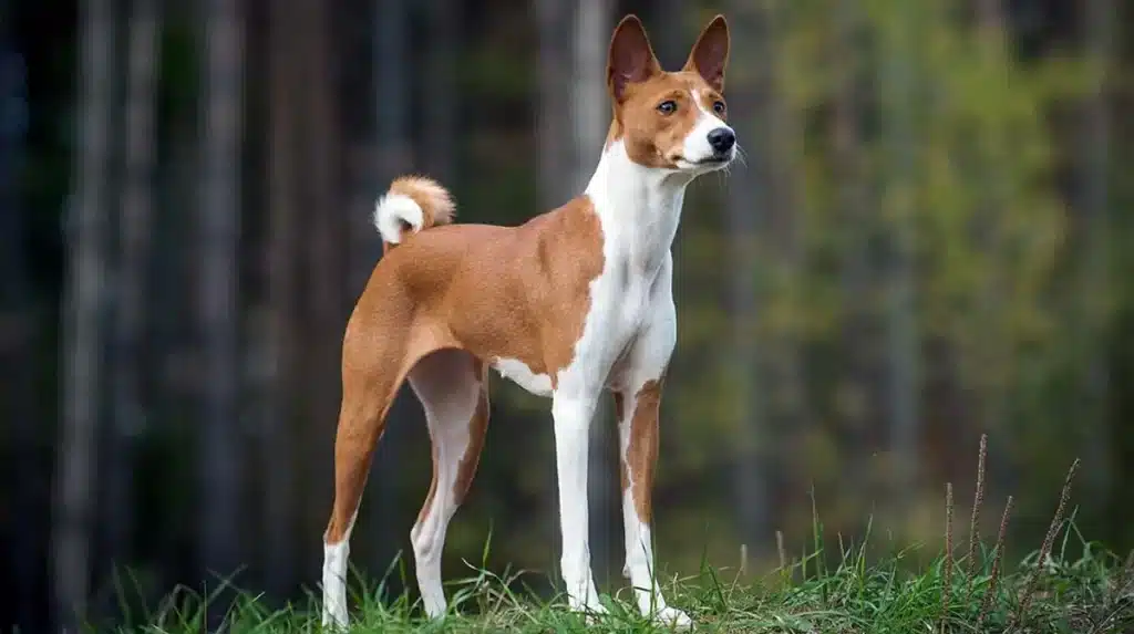 Basenji dog standing in the ground