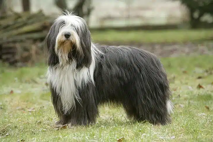 Bearded Collie standing in the ggarden