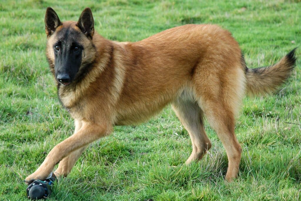 Belgian Malinois herding dog standing on the grass