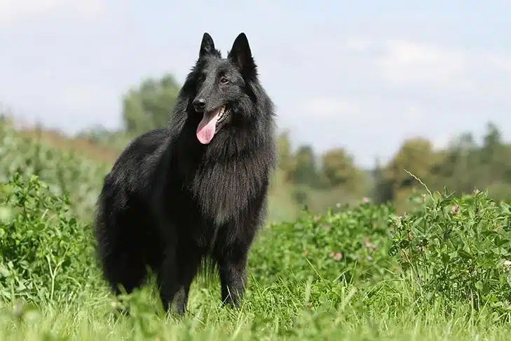 Australian Shepherd herding dog