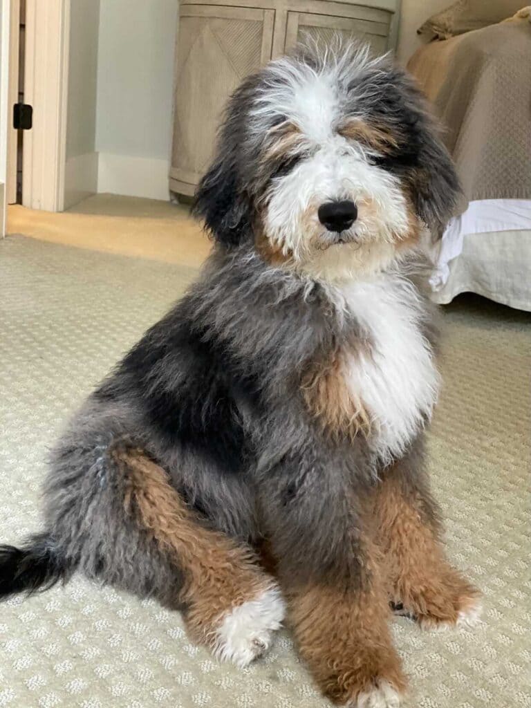 Bernedoodle dog