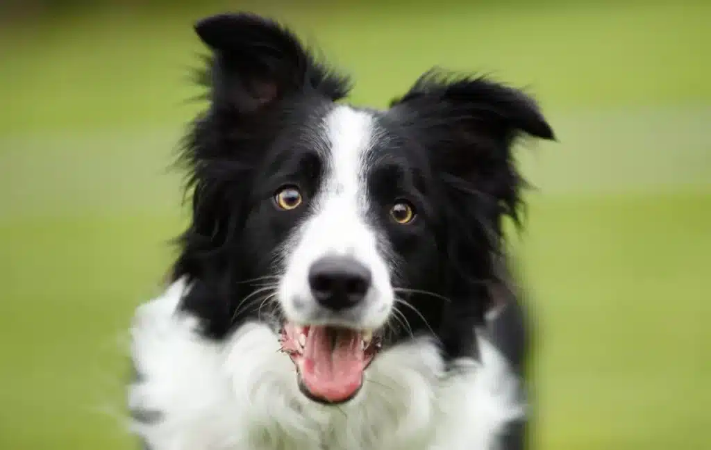 Border Collie herding dog