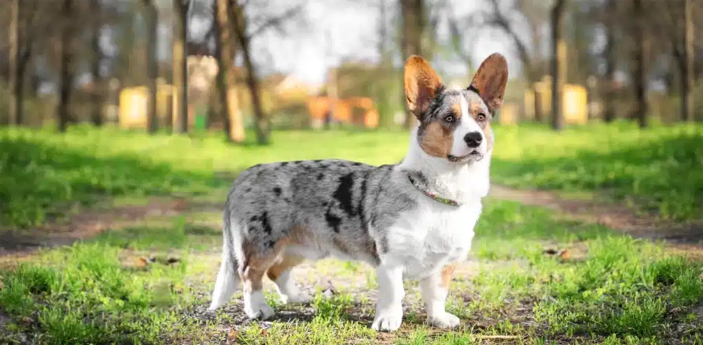 Cardigan Welsh Corgi standing in the ground