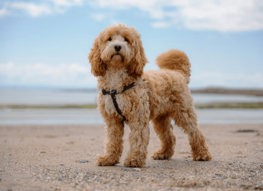 Cockapoo standing on a beach