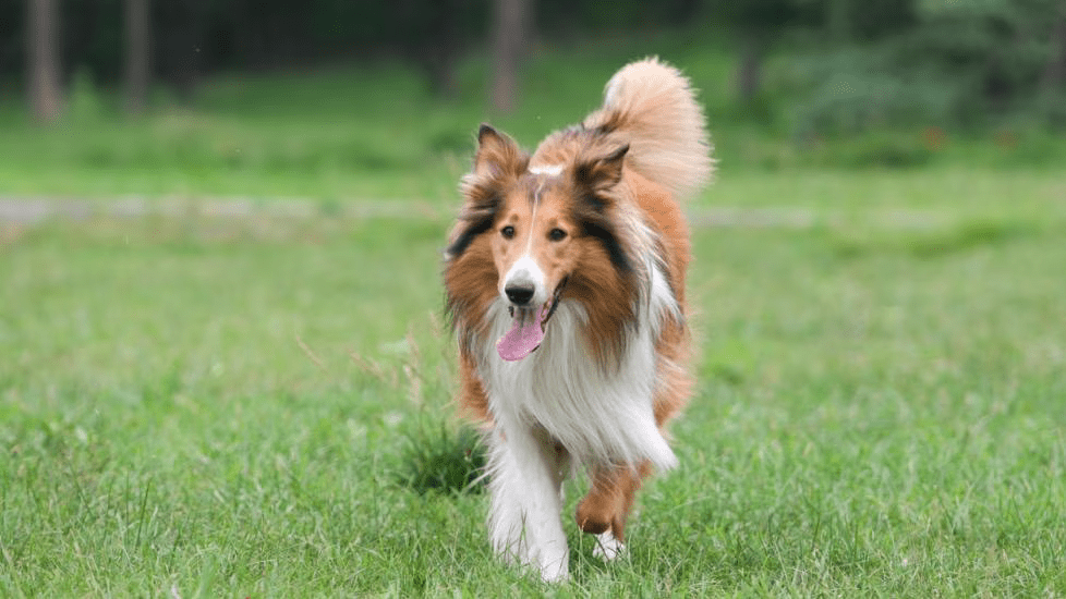 Collie herding dog running in the garden