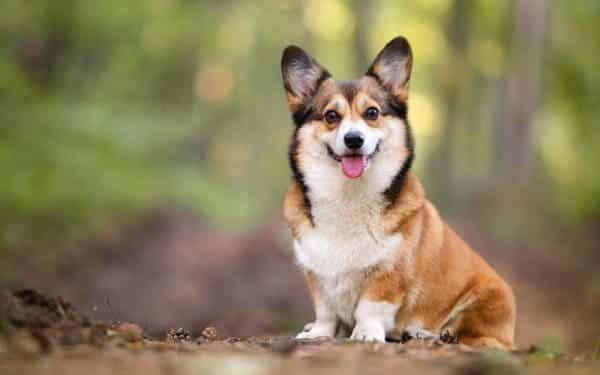 Corgi Welsh Pembroke