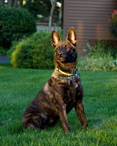 Dutch Shepherd dog sitting on a ground