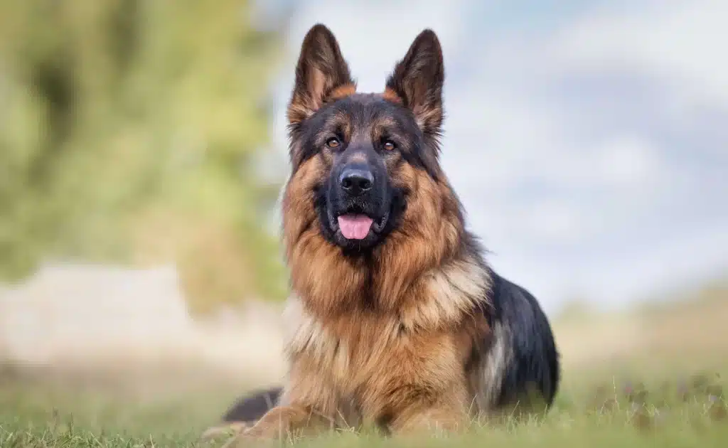 German Shepherd