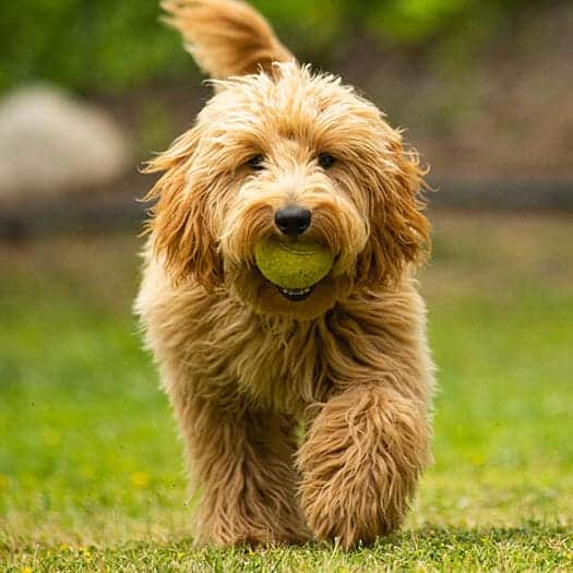 Goldendoodle dog with a ball in the mouth