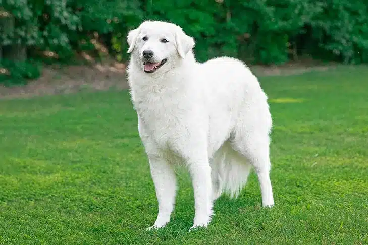 Kuvasz herding dog standing in the garden