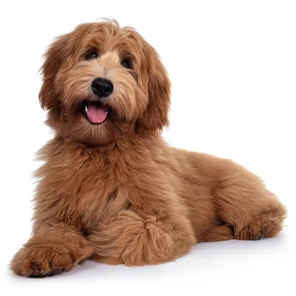 Labradoodle dog