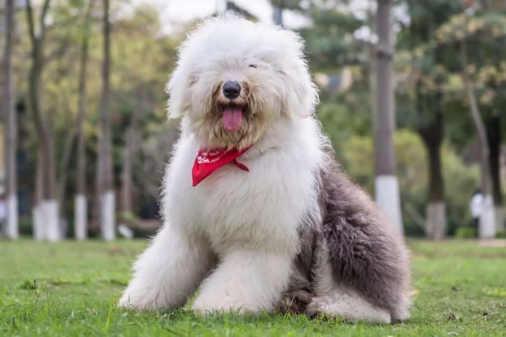 Old English Sheepdog