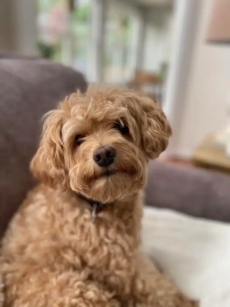 Schnoodle dog sitting on a couch