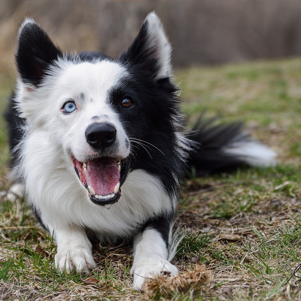 Sheepdog from Wales