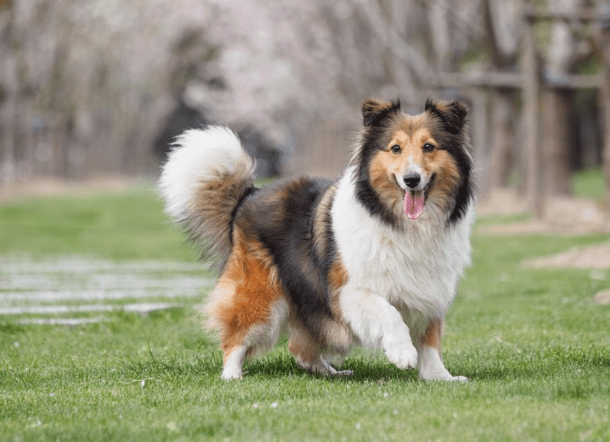 Shetland Sheepdog standing in the ground