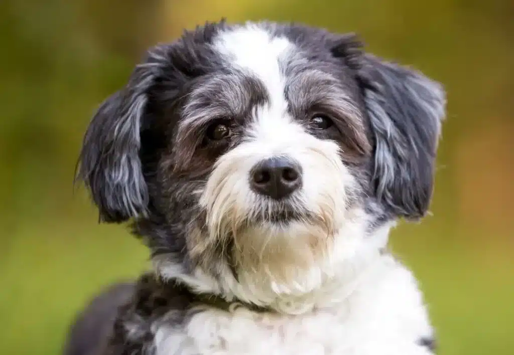 Shih Poo doodle dog