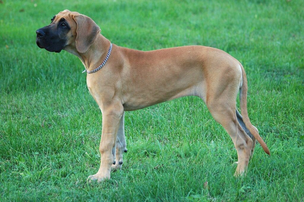 The Great Dane pup