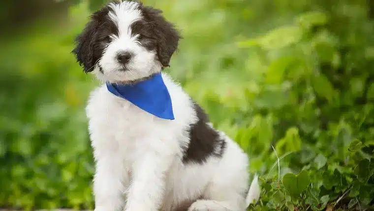 The Sheepadoodle dog in a greenery