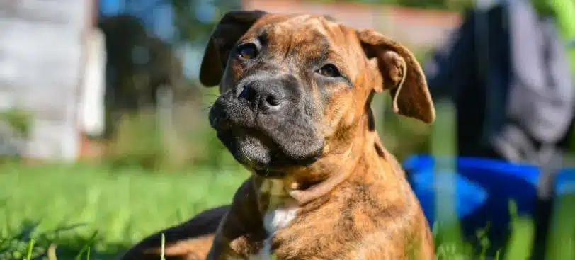 a Brindle Dog