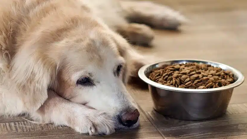 a dog laying on a floor along with the food pot