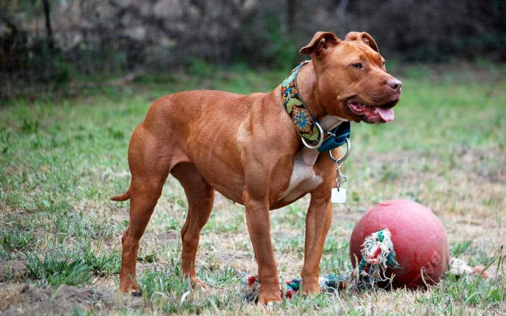 american pitt bull standing in a ground along with a ball