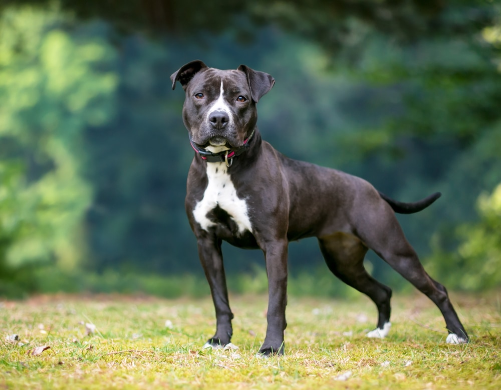 A Black And White Pit Bull Terrier Mixed Breed Dog