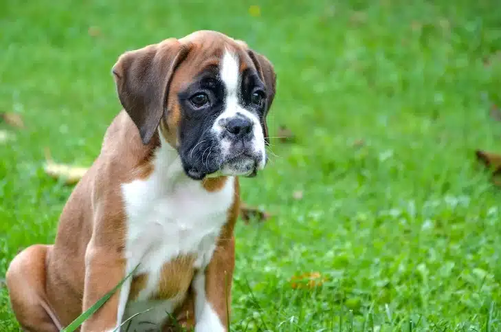 boxer puppy sitting in the ground