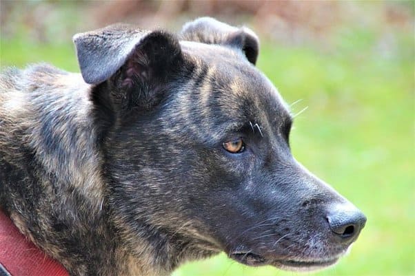 brindle dog