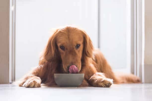 Golden Retriever eating food 