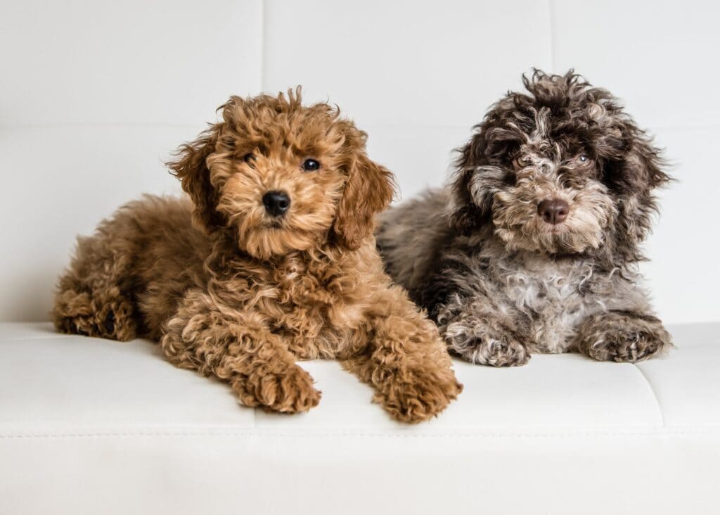 Two Puppies Posing On A White Couch