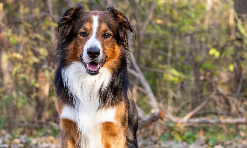 english shepherd