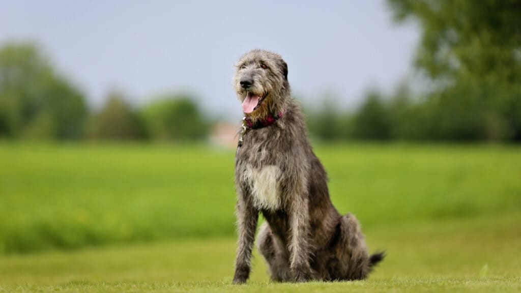 irish Wolfhound standing in the ground