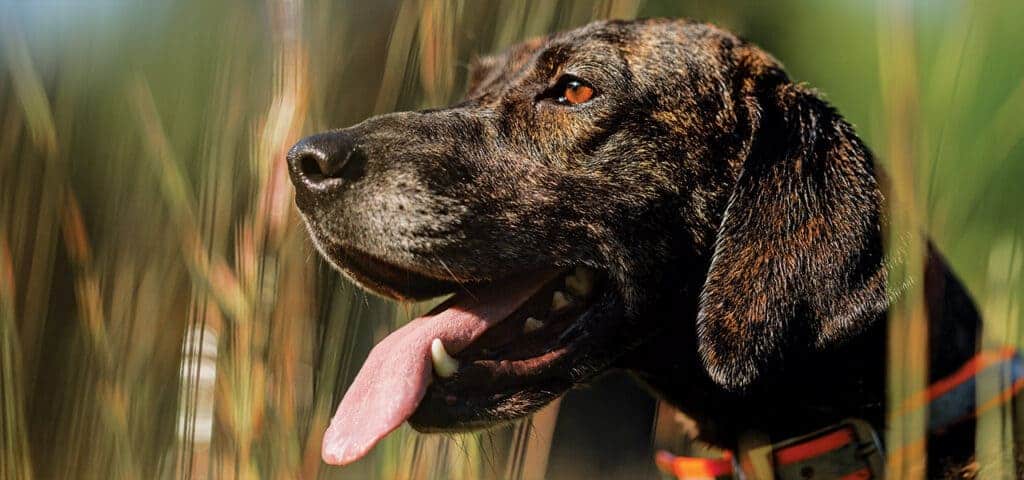 plott Hound dog