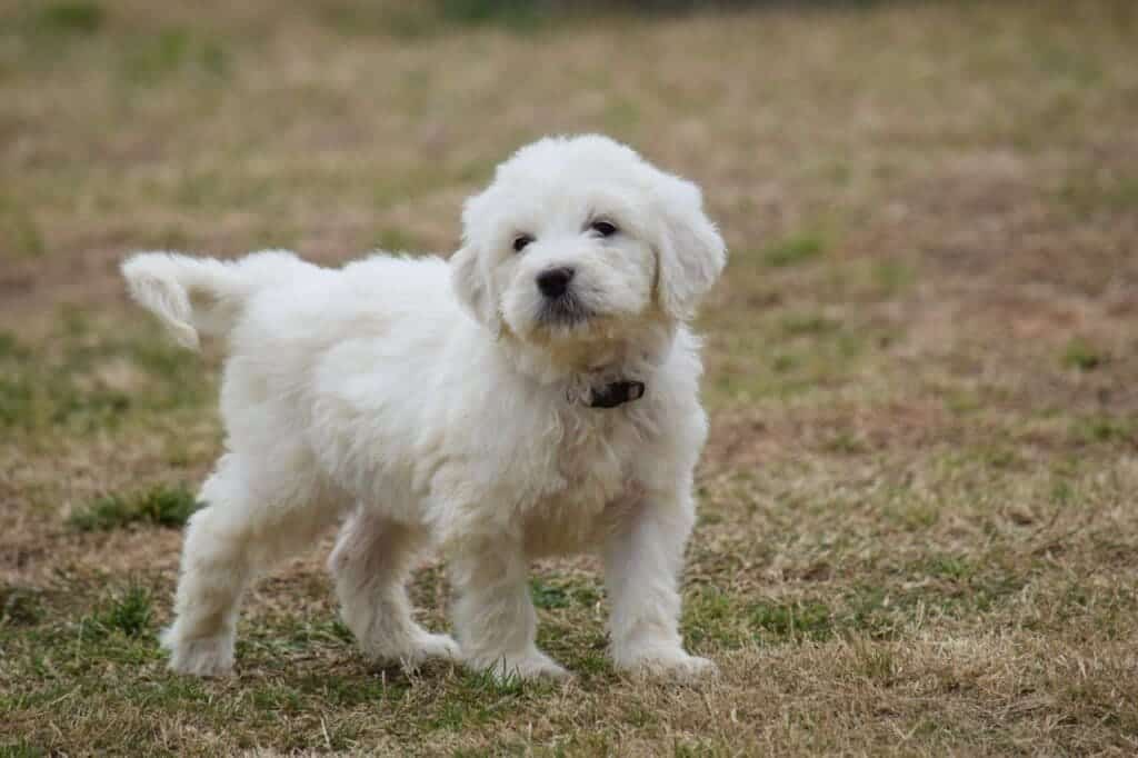 pyredoodle dog standing in a garden