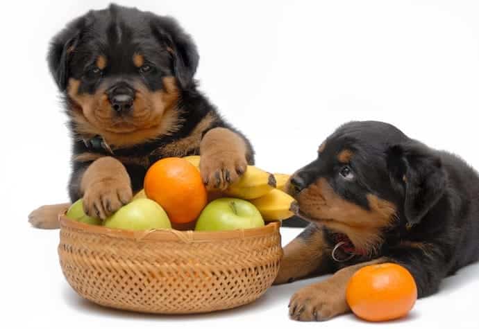 the dogs are playing with the fruits in the basket