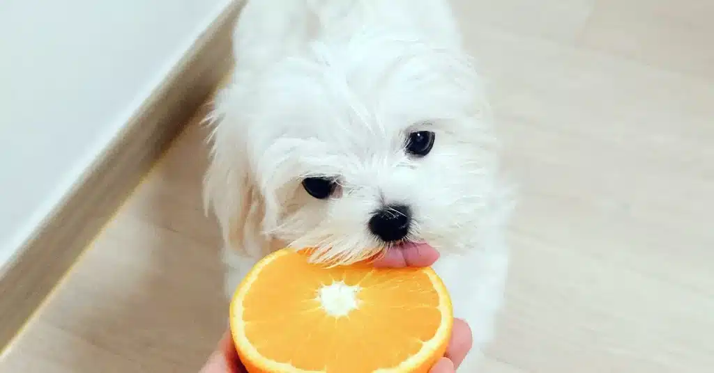 the dog licking the orange