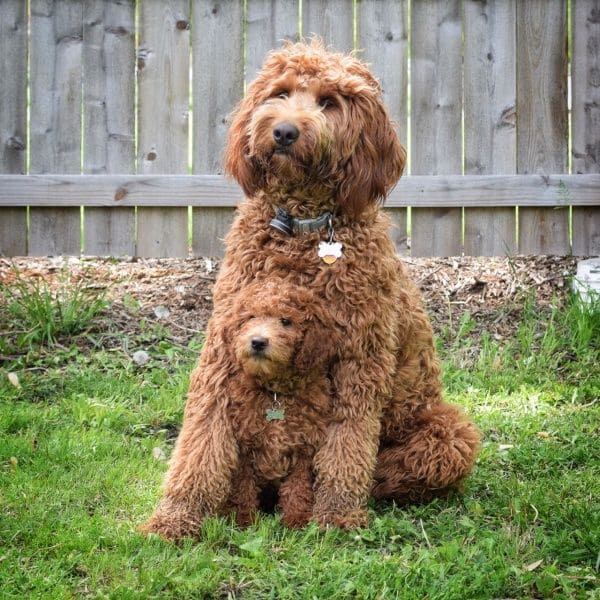 two doodle dog with the puppy in a garden