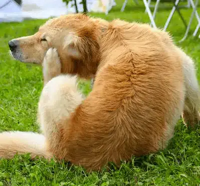 A back view of a brown furry dog scratching its face